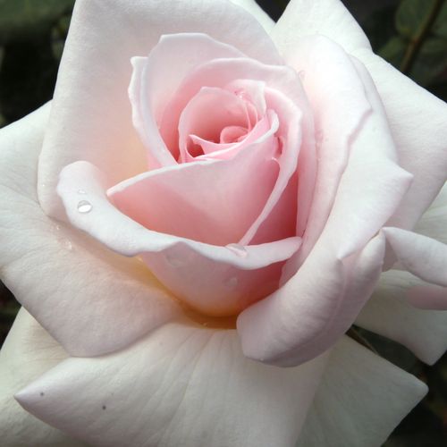 Online rózsa kertészet - teahibrid rózsa - rózsaszín - Rosa Ophelia™ - intenzív illatú rózsa - William Paul & Son - Porcelánrózsaszín, igazi teahibrid vágórózsa.